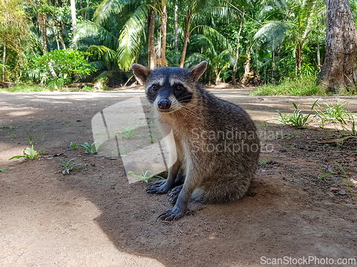 Image of Crab-eating raccoon or South American raccoon, Curu Wildlife Reserve, Costa Rica wildlife