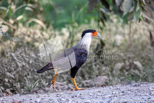 Image of Crested caracara, Caracara plancus, Puntarenas Costa Rica