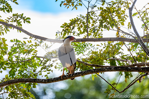 Image of Crested caracara, Caracara plancus, Puntarenas Costa Rica