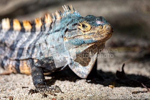Image of Black spiny-tailed iguana, Ctenosaura similis, Manuel Antonio National Park, Costa Rica wildlife