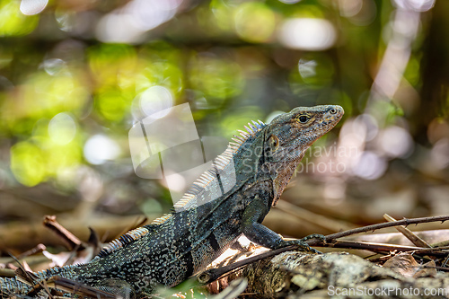 Image of Black spiny-tailed iguana, Ctenosaura similis, Manuel Antonio National Park, Costa Rica wildlife