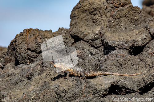 Image of Black spiny-tailed iguana, Ctenosaura similis, Manuel Antonio National Park, Costa Rica wildlife