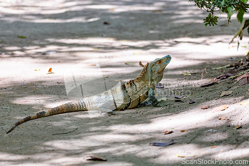 Image of Black spiny-tailed iguana (Ctenosaura similis), Curu Wildlife Reserve, Costa Rica wildlife