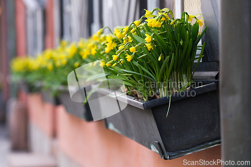 Image of Daffodils