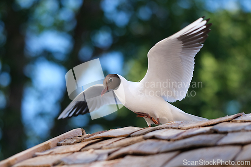 Image of Landing black-headed seagull on a roof  