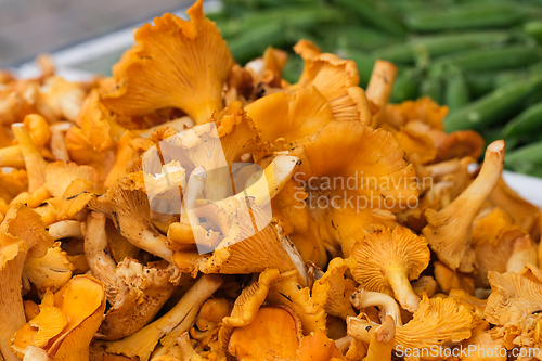 Image of Chanterelles