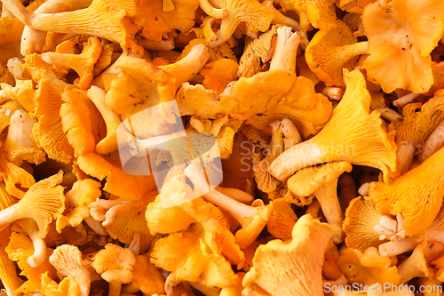 Image of Fresh  and yellow chanterelle mushrooms