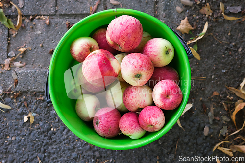Image of Red apples in a green bucket