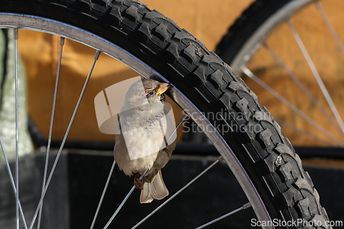 Image of A sparrow sitting in a bicycle wheel