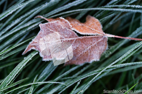 Image of Frost on a leaf in autumn