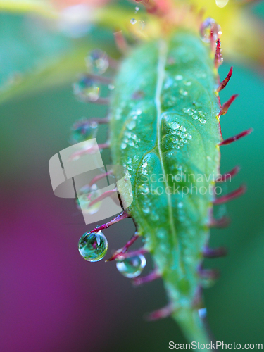 Image of Water drops on a taggy leaf
