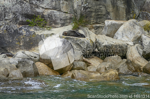 Image of Seal in New Zealand