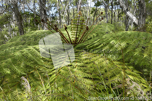 Image of huge fern plant