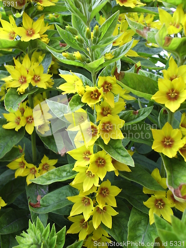 Image of Flower