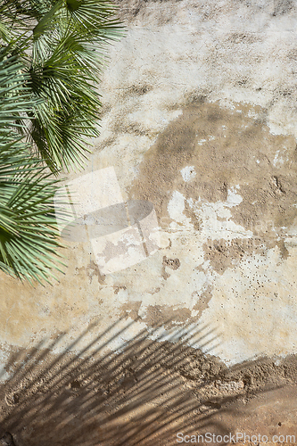 Image of palm leaf shadow