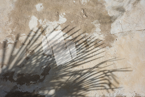 Image of palm leaf shadow