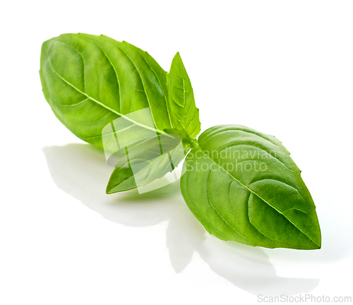 Image of fresh green basil leaf