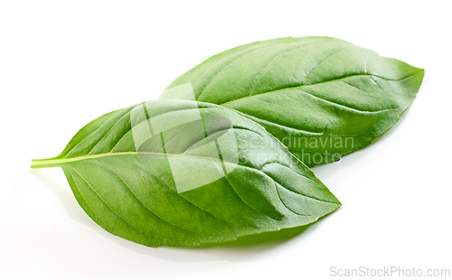 Image of fresh green basil leaf