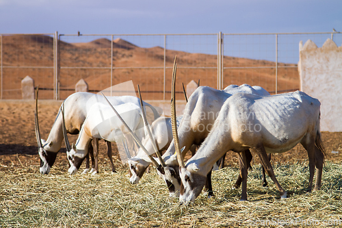 Image of Herd of large antelopes with spectacular horns, Gemsbok, Oryx gazella, feeding