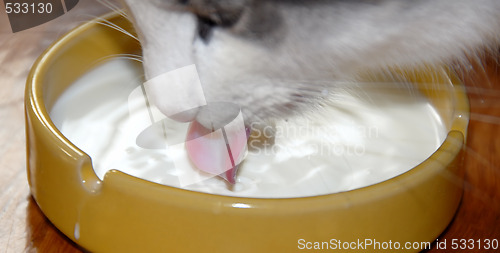 Image of Cat drinking milk