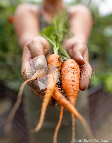 Image of Farmer is holding fresh organic carrots