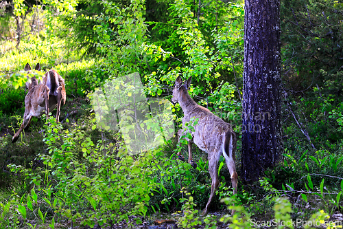 Image of Two White-tailed deer Running into Forest