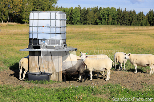 Image of Sheep Drinking From Automatic Sheep Waterer