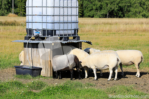 Image of Sheep Drinking From Outdoor Automatic Sheep Waterer