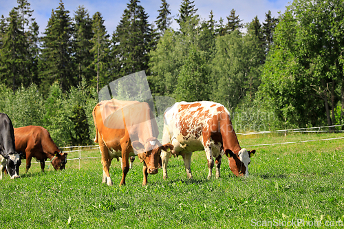 Image of Cows Summer Grazing in Green Grassy Field 