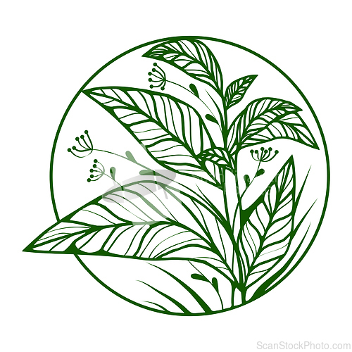 Image of Grawing plant with leaves in the circle