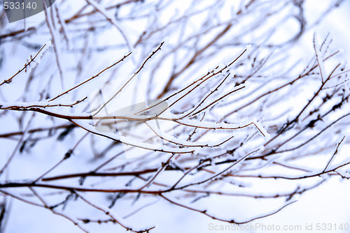 Image of Winter branch