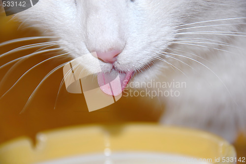 Image of Cat drinking milk