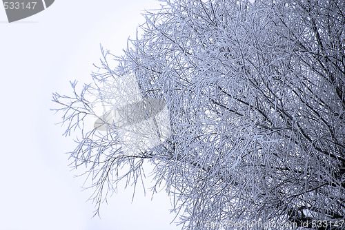 Image of Winter branch