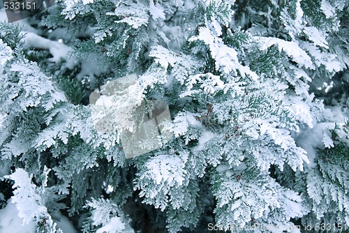 Image of Winter branch