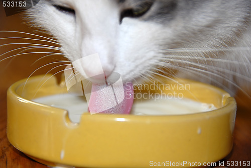 Image of Cat drinking milk