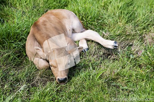 Image of Cow calf lying in the grass