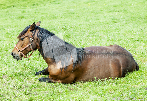 Image of Horse lying in the grass