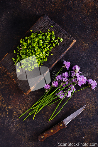 Image of Green chives or allium in bloom with purple violet flowers and green stems