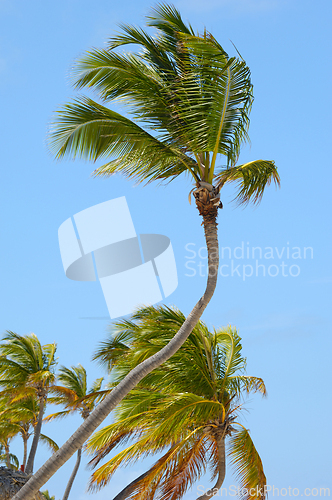 Image of Palms and blue sky