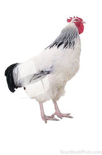 Image of Rooster on white background