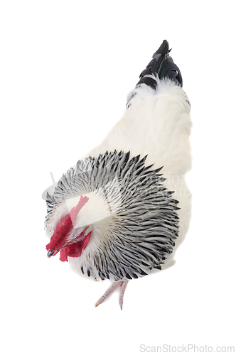 Image of Rooster on white background