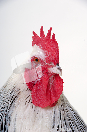 Image of Head of rooster on white background