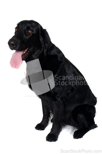 Image of Happy Labrador retriever dog on a white background 