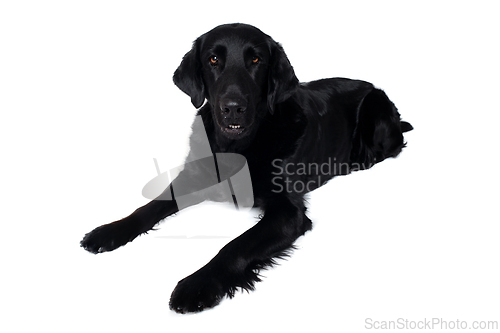Image of Sad Labrador retriever dog on a white background