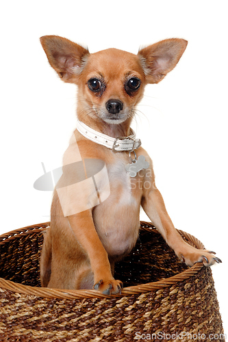 Image of chihuahua puppy dog  on a white background