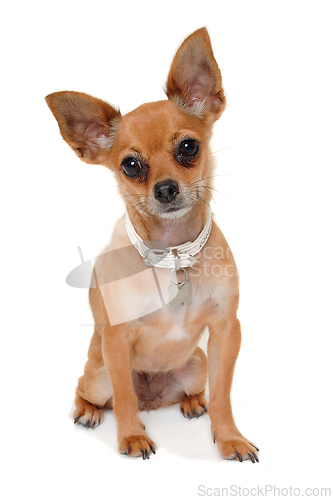 Image of chihuahua puppy dog is sitting on a white background