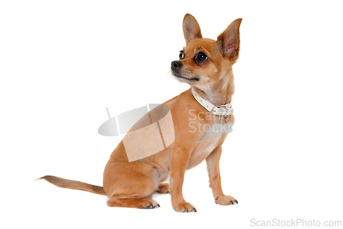 Image of chihuahua puppy dog is sitting on a white background