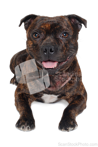 Image of Staffordshire Bull Terrier dog 