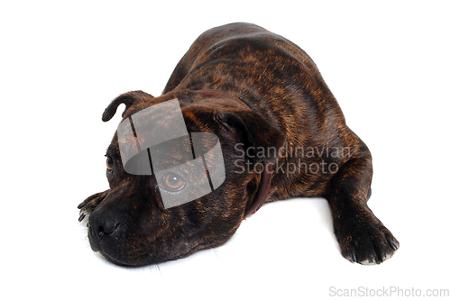 Image of Staffordshire Bull Terrier dog 