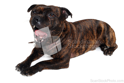 Image of Staffordshire Bull Terrier dog 